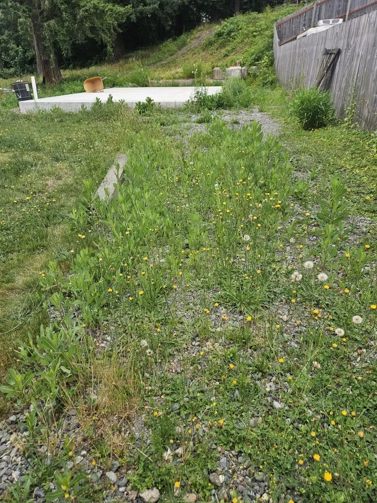 Affordable landscape installation for year-round maintenance in Bonney Lake, WA by TalofaGreen Landscaping