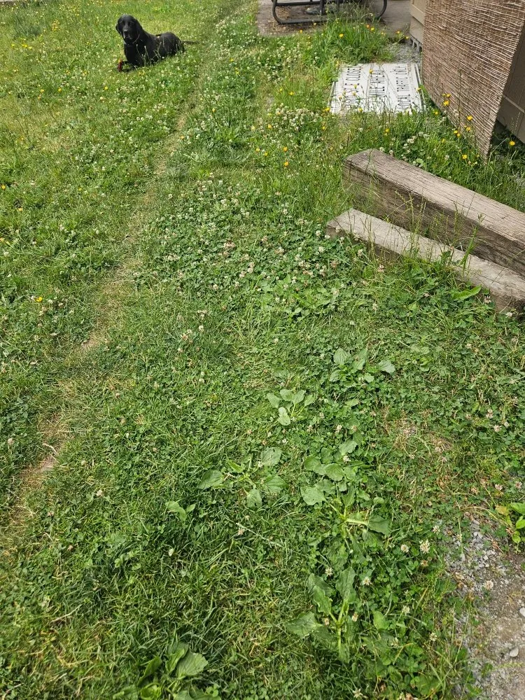 Affordable landscaping services for year-round maintenance in Bonney Lake, WA by TalofaGreen Landscaping