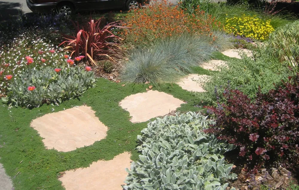 Top-rated lawn care service in Oakland, CA by Tamar Carson Landscaping