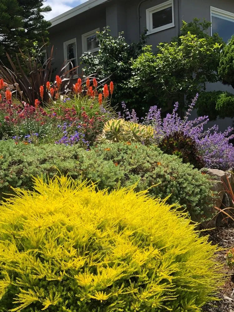 Expert yard maintenance for beautiful yards across Oakland, CA - Tamar Carson Landscaping