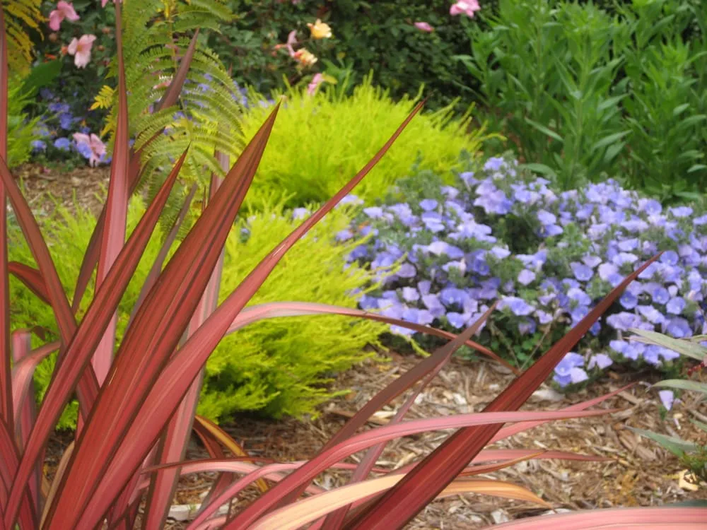 Top-rated yard cleanup service in Oakland, CA - Tamar Carson Landscaping