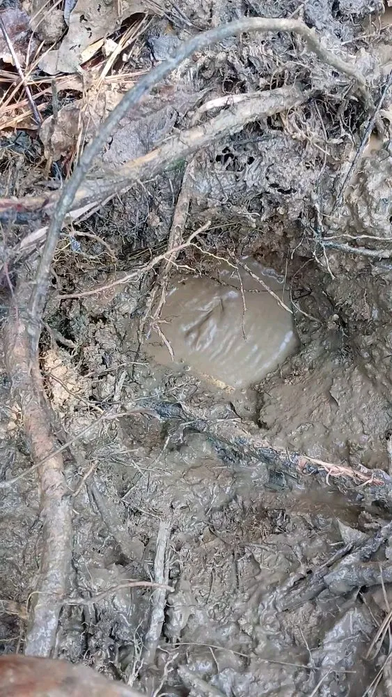 Custom yard maintenance in Tuskegee, AL - Tamim Home Services