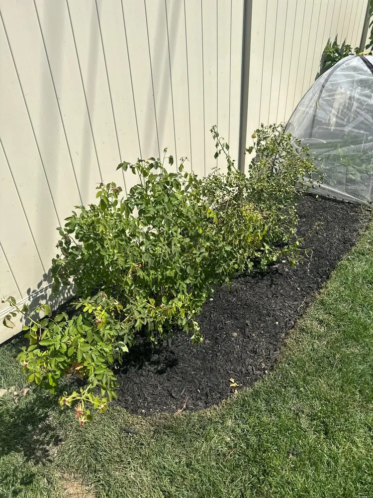 Top-rated yard cleanup service for homes in Buffalo, NY by Tammy Landscape