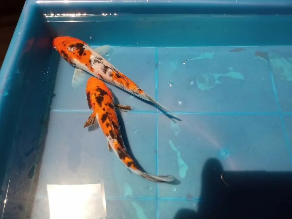 Expert landscaping services near you in Clearwater, FL by Tampa Bay Ponds & Koi