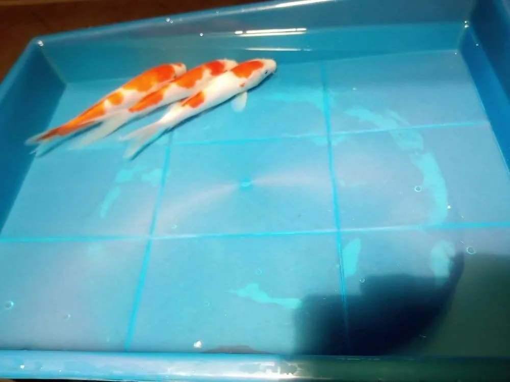 Top-rated lawn care service with custom design across Clearwater, FL - Tampa Bay Ponds & Koi