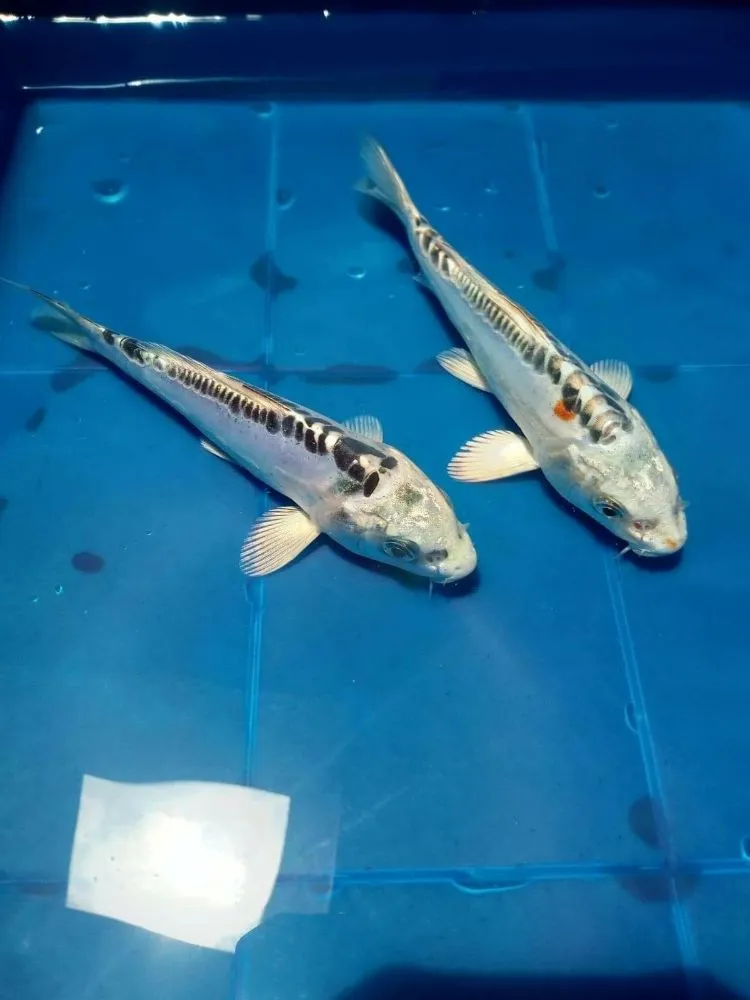 Custom lawn mowing service for homes in Clearwater, FL by Tampa Bay Ponds & Koi