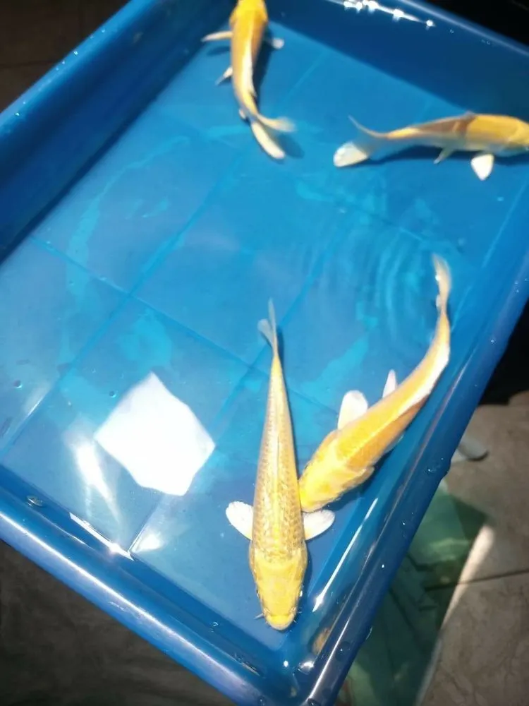 Reliable landscape design experts serving Clearwater, FL - Tampa Bay Ponds & Koi