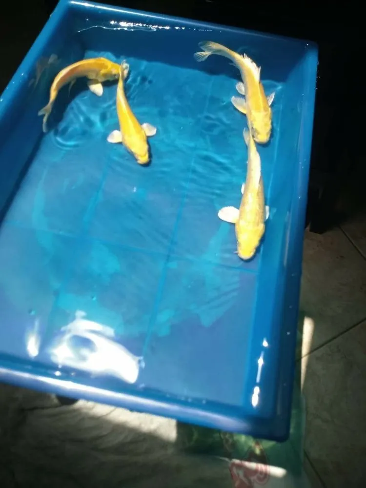 Professional lawn care service experts serving Clearwater, FL - Tampa Bay Ponds & Koi