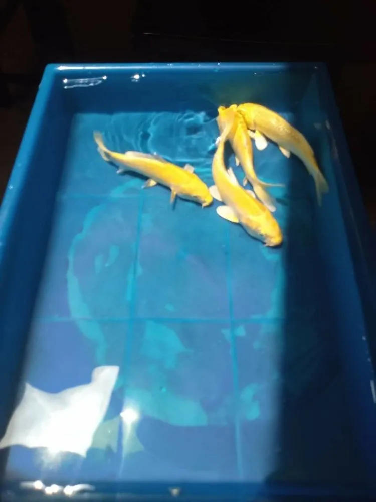 Top-rated landscape design experts serving Clearwater, FL - Tampa Bay Ponds & Koi