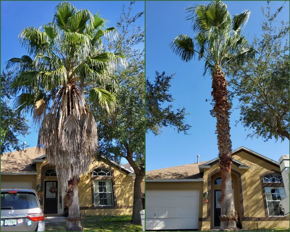 Top-rated lawn care service for year-round maintenance across Tampa, FL - Tampa Elite Landscape & Design