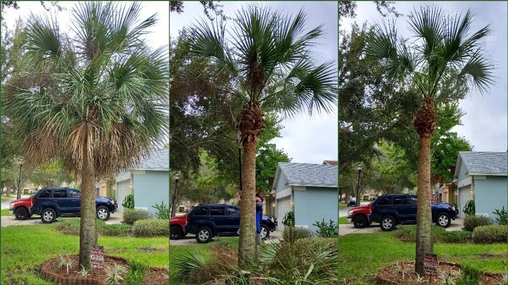 Professional garden landscaping experts serving Tampa, FL - Tampa Elite Landscape & Design