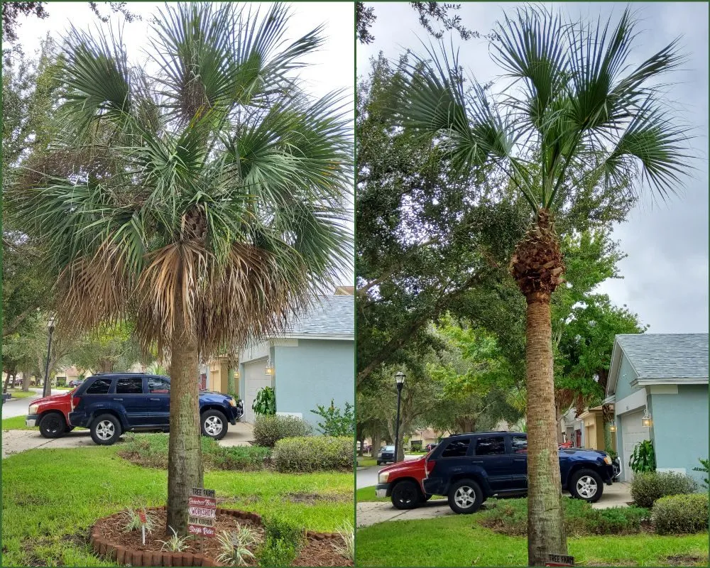 Custom outdoor landscaping experts serving Tampa, FL - Tampa Elite Landscape & Design