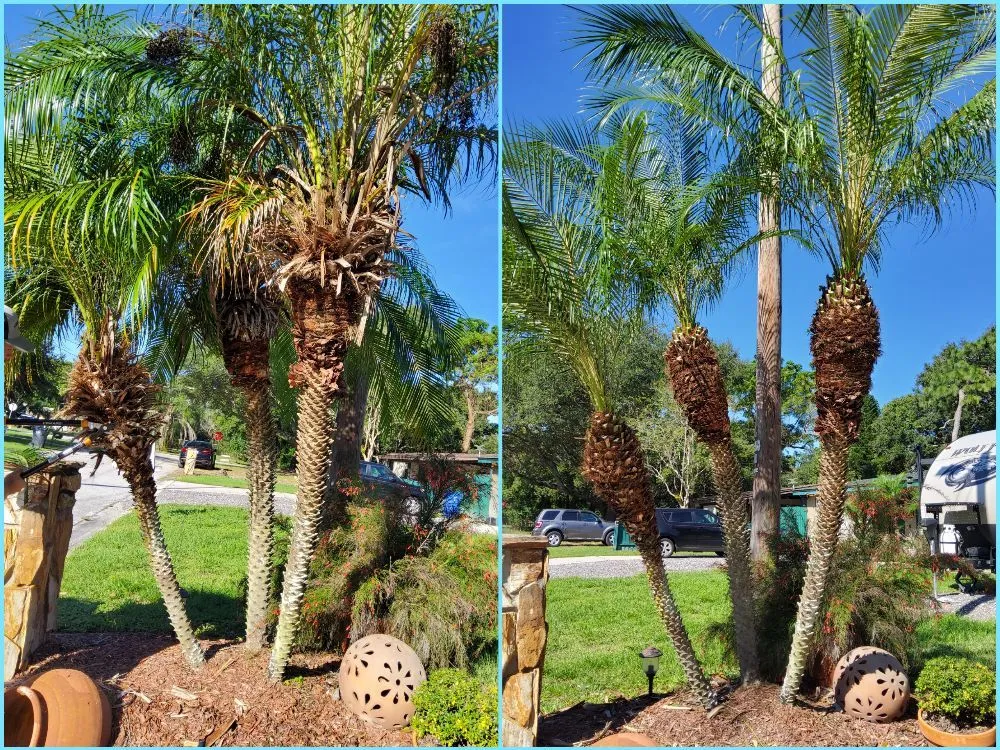 Custom landscape design for residential properties in Tampa, FL by Tampa Elite Landscape & Design