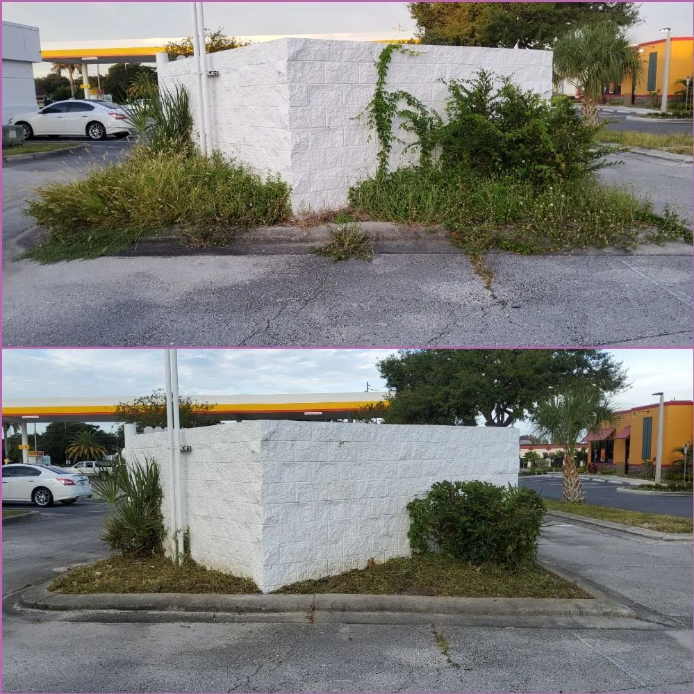 Expert landscape installation for homes in Tampa, FL by Tampa Elite Landscape & Design