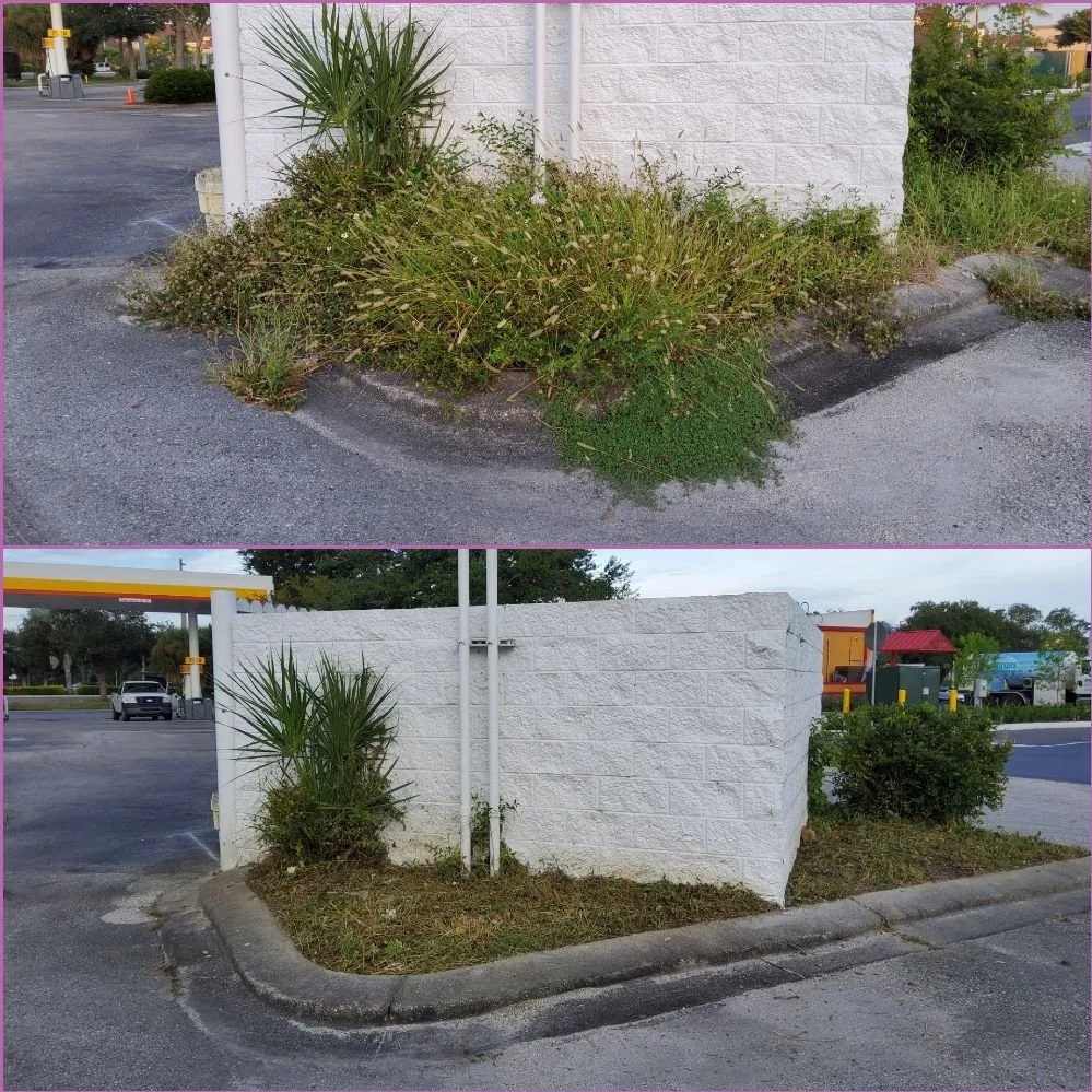 Affordable outdoor landscaping for beautiful yards across Tampa, FL - Tampa Elite Landscape & Design