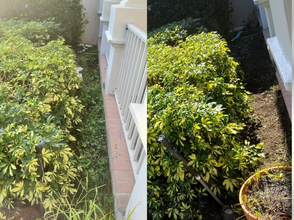 Reliable lawn mowing service in Tampa, FL by Tampa Elite Landscape & Design