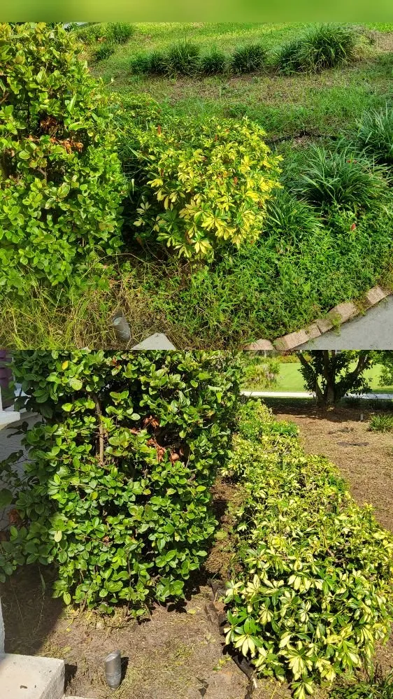 Professional lawn mowing service in Tampa, FL by Tampa Elite Landscape & Design