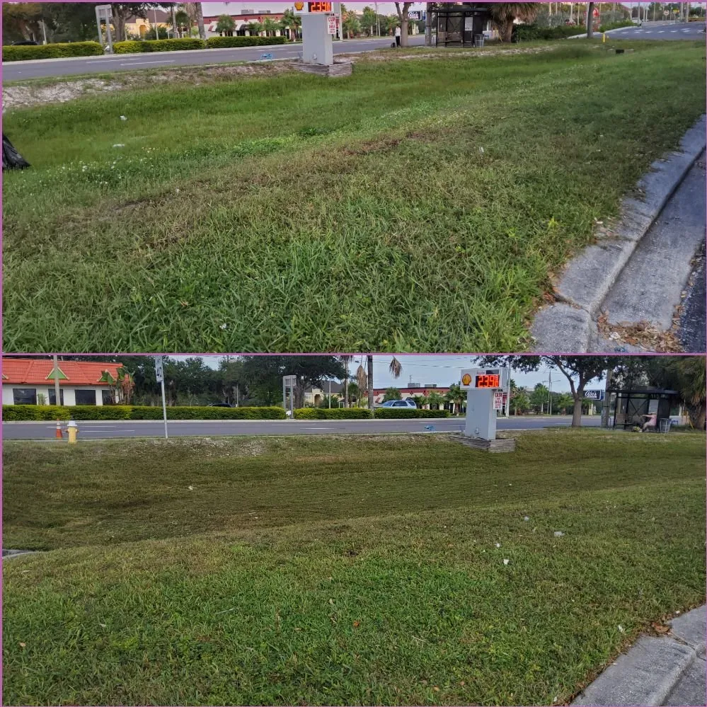 Professional landscape design in Tampa, FL by Tampa Elite Landscape & Design