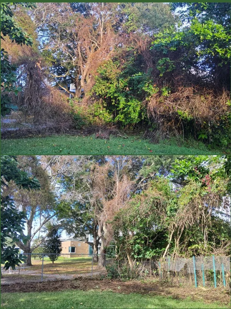 Top-rated lawn care service in Tampa, FL by Tampa Elite Landscape & Design