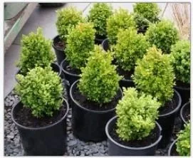 Trusted lawn mowing service experts serving Seffner, FL - Tampa Irrigation & Landscape Services