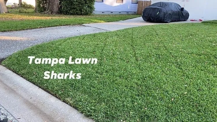 Reliable residential landscaping for beautiful yards across St. Petersburg, FL - Tampa Lawn Sharks
