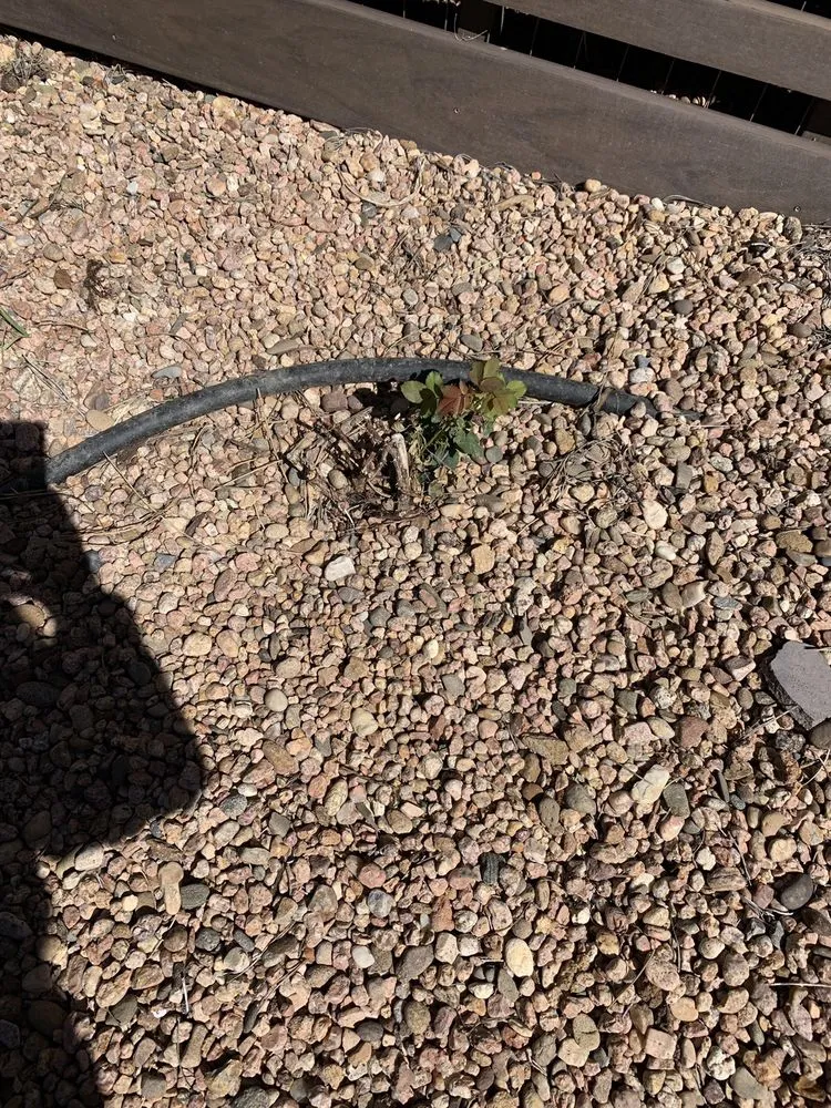 Reliable yard cleanup service for residential properties in Everett, WA by Tam's Professional Landscaping Services