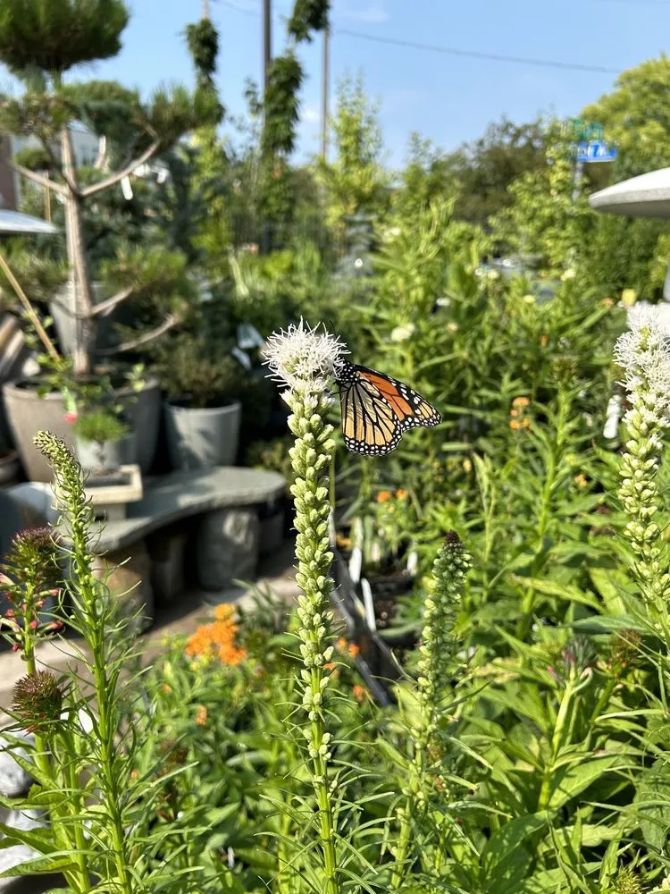 Custom landscaping services experts serving Minneapolis, MN - Tangletown Gardens