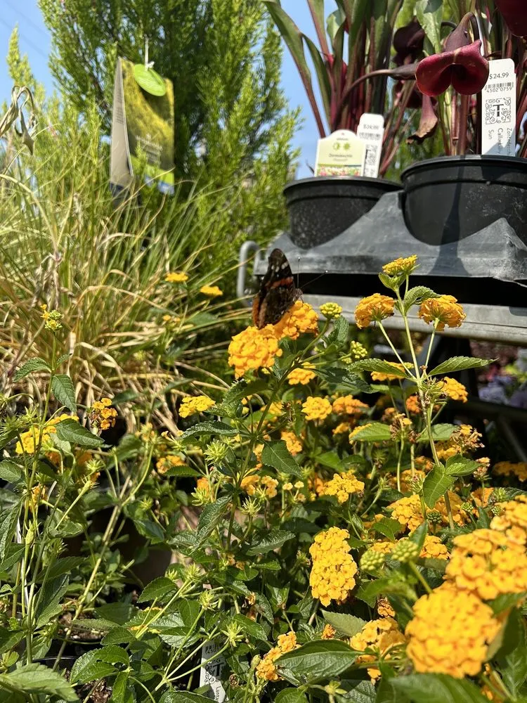 Reliable lawn mowing service with custom design in Minneapolis, MN by Tangletown Gardens