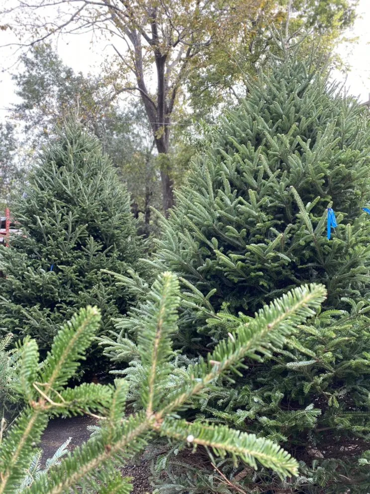 Local outdoor landscaping in Houston, TX by Tanglewood Flowers & Garden