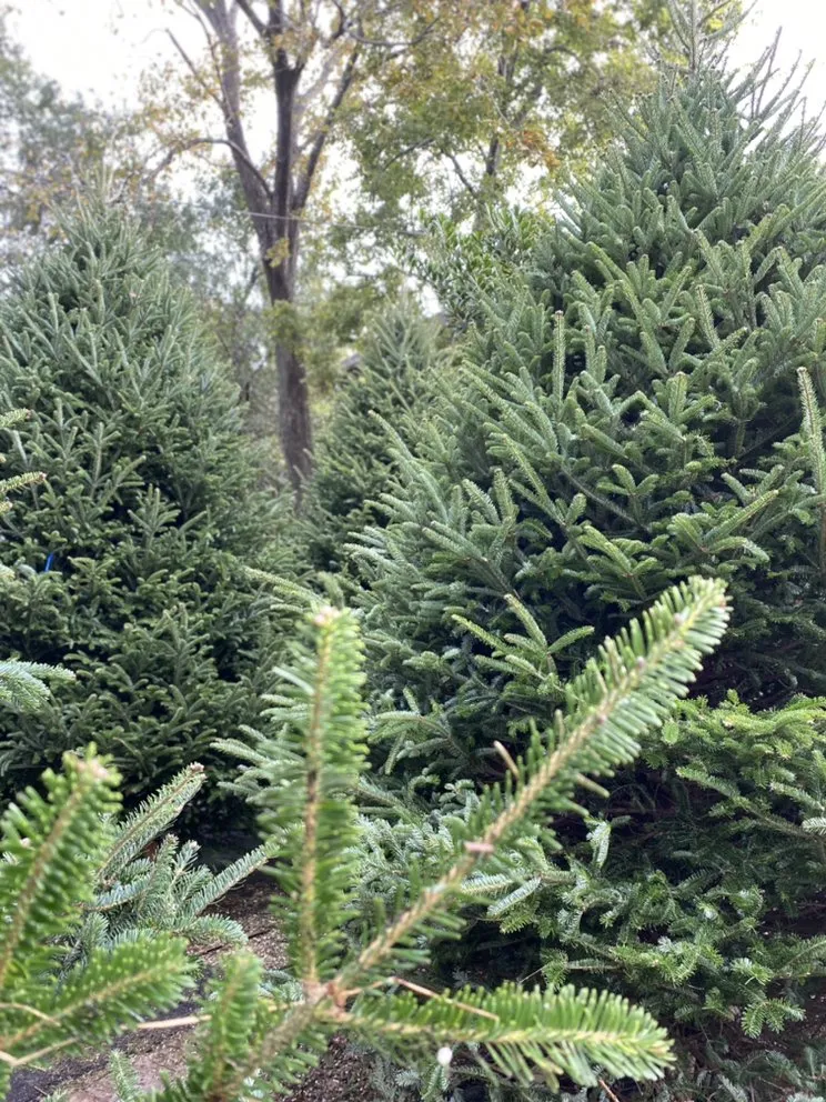 Local landscape installation for residential properties across Houston, TX - Tanglewood Flowers & Garden