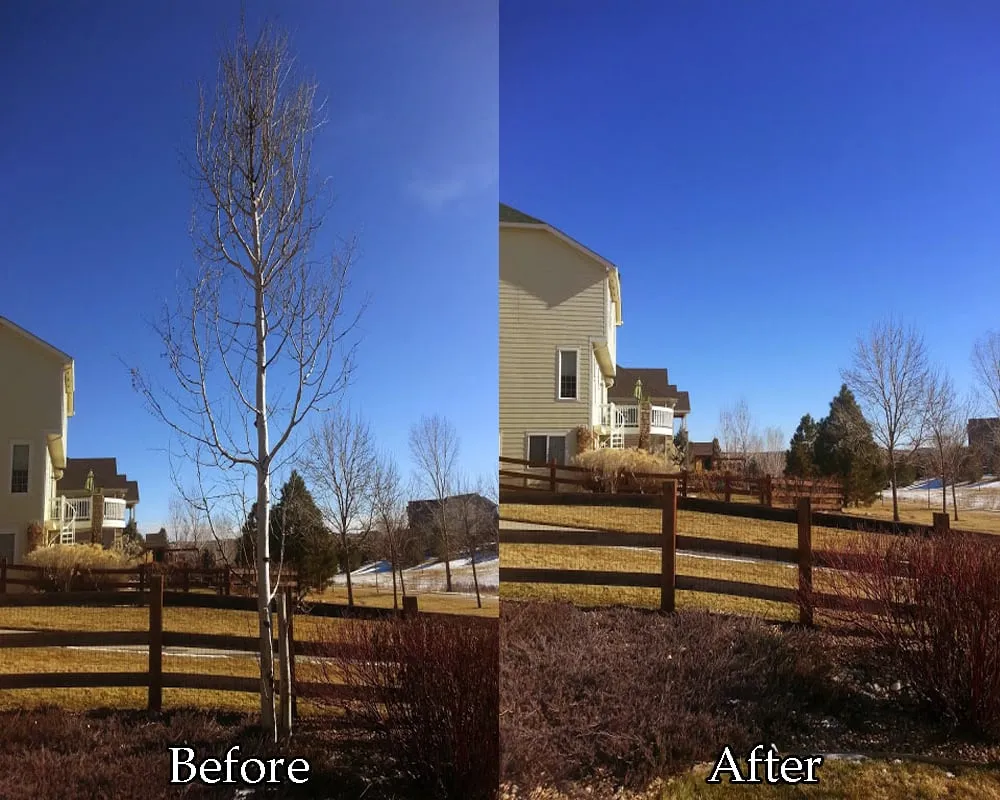 Expert yard maintenance in Lakewood, CO - TangleWood Tree and Lawn