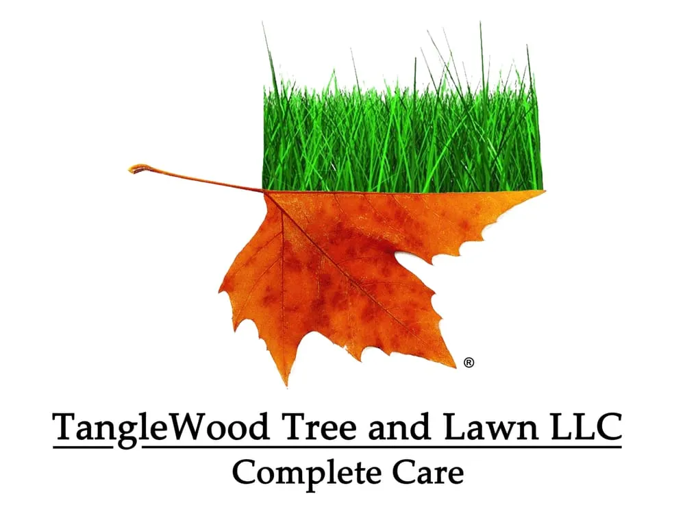 Top-rated yard cleanup service experts serving Lakewood, CO - TangleWood Tree and Lawn