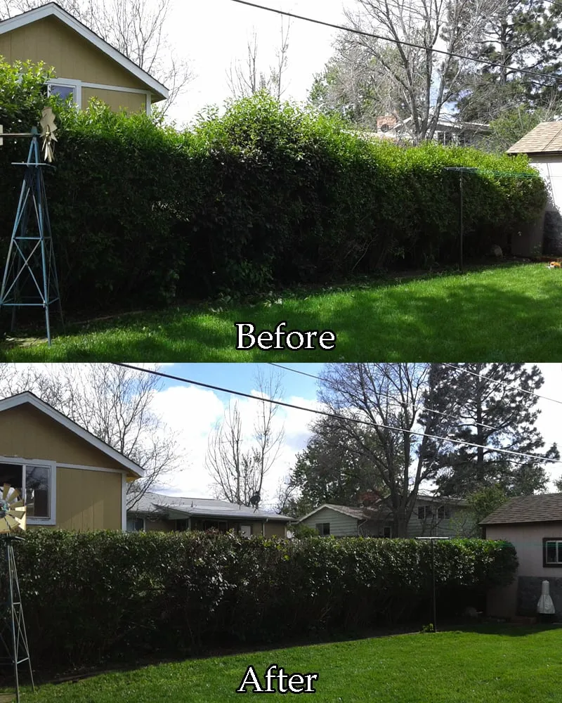 Professional lawn care service in Lakewood, CO by TangleWood Tree and Lawn