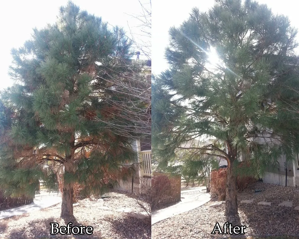 Top-rated residential landscaping in Lakewood, CO by TangleWood Tree and Lawn