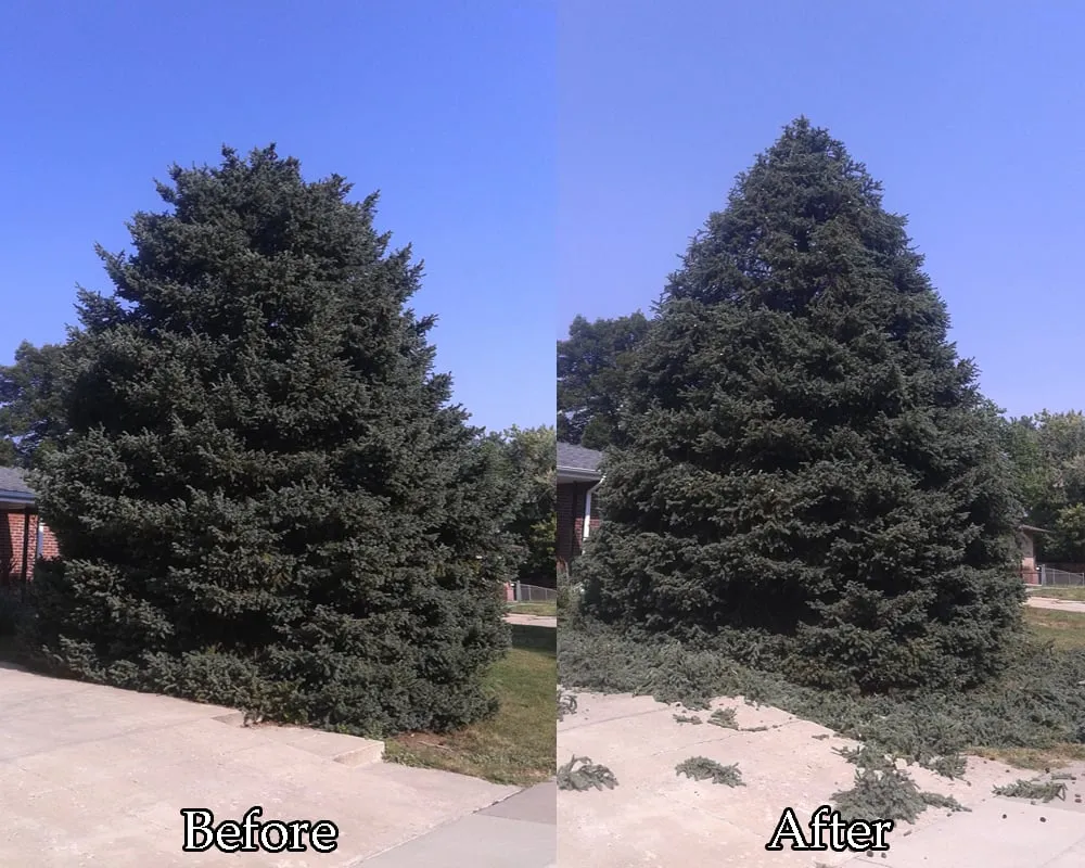 Affordable lawn mowing service in Lakewood, CO by TangleWood Tree and Lawn