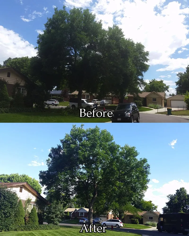 Affordable yard cleanup service in Lakewood, CO by TangleWood Tree and Lawn