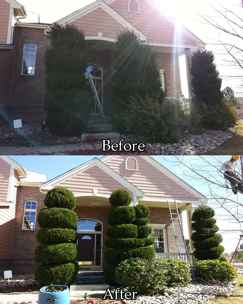 Affordable yard maintenance in Lakewood, CO by TangleWood Tree and Lawn