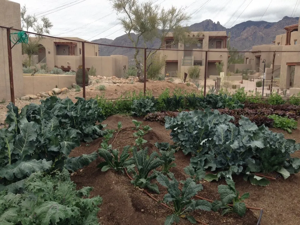 Trusted landscape design experts serving Tucson, AZ - Tank's Green Stuff