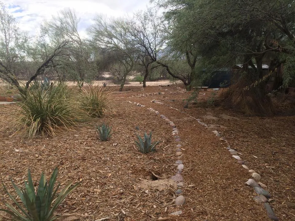 Affordable yard cleanup service in Tucson, AZ - Tank's Green Stuff