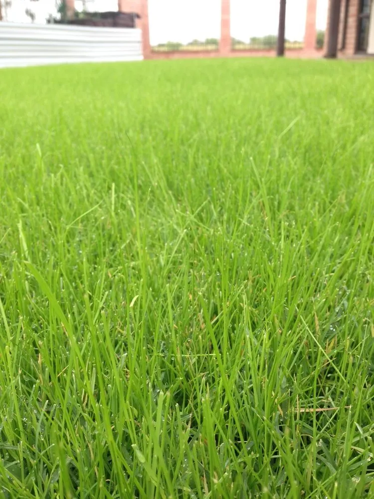 Local landscape design in Tucson, AZ - Tank's Green Stuff