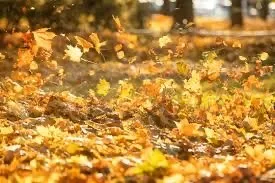 Expert garden landscaping for outdoor upgrades across Chagrin Falls, OH - Tanner’s Construction Services