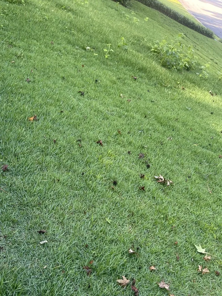 Affordable landscape design experts serving Augusta, GA - Tanner’s Lawn Care