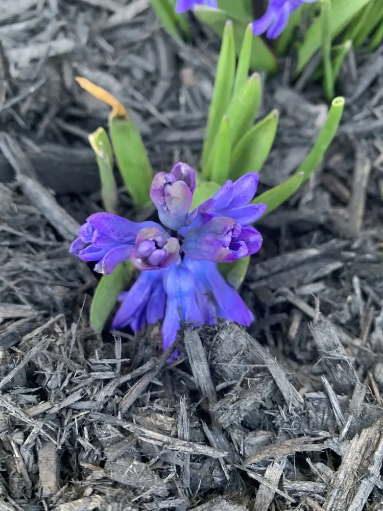 Professional lawn care service in Janesville, WI - Tanners Lawn Revival