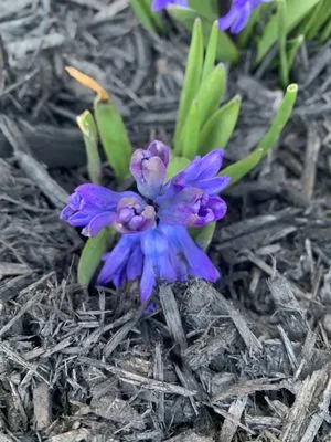 Tanners Lawn Revival Logo
