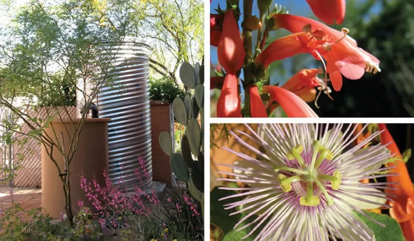 Professional lawn care service in Tucson, AZ - Tanque Verde Construction