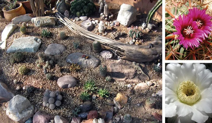 Expert landscape design in Tucson, AZ by Tanque Verde Construction