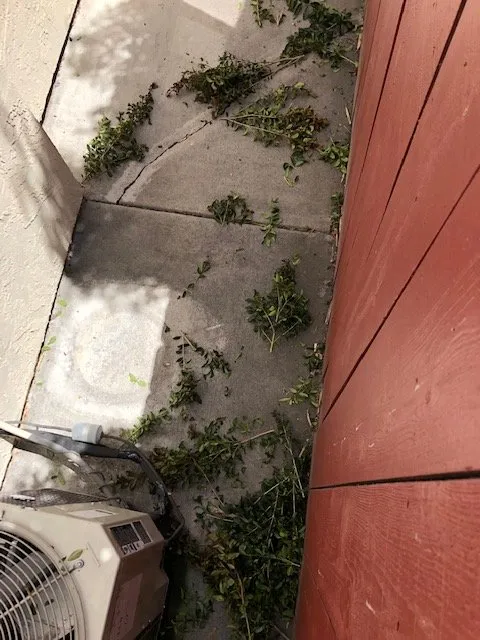 Trusted residential landscaping experts serving San Diego, CA - Tan's Gardening Service