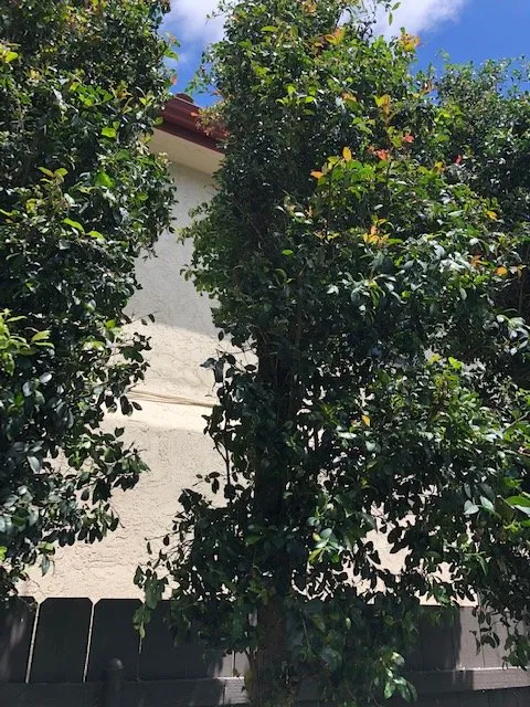 Trusted garden landscaping for homes in San Diego, CA by Tan's Gardening Service