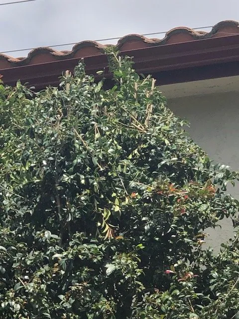 Professional landscape design for residential properties in San Diego, CA by Tan's Gardening Service