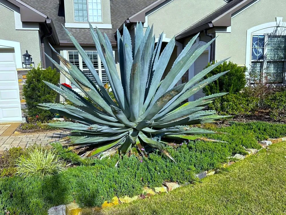 Expert residential landscaping for homes across Ponte Vedra Beach, FL - Taormina Landscaping